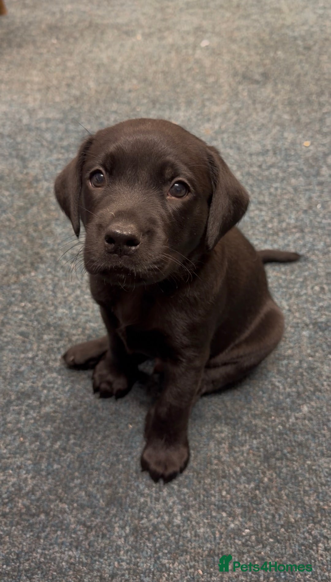 Labrador Retriever dogs for sale: Labrador retriever puppies for sale - Advert 5