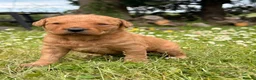 Labradoodle dogs for sale: Labradoodle puppies  in Banchory - Advert 15