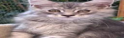 Maine Coon cats for sale: Amazing Maine Coon Cats from the Grand Champion  - Advert 8