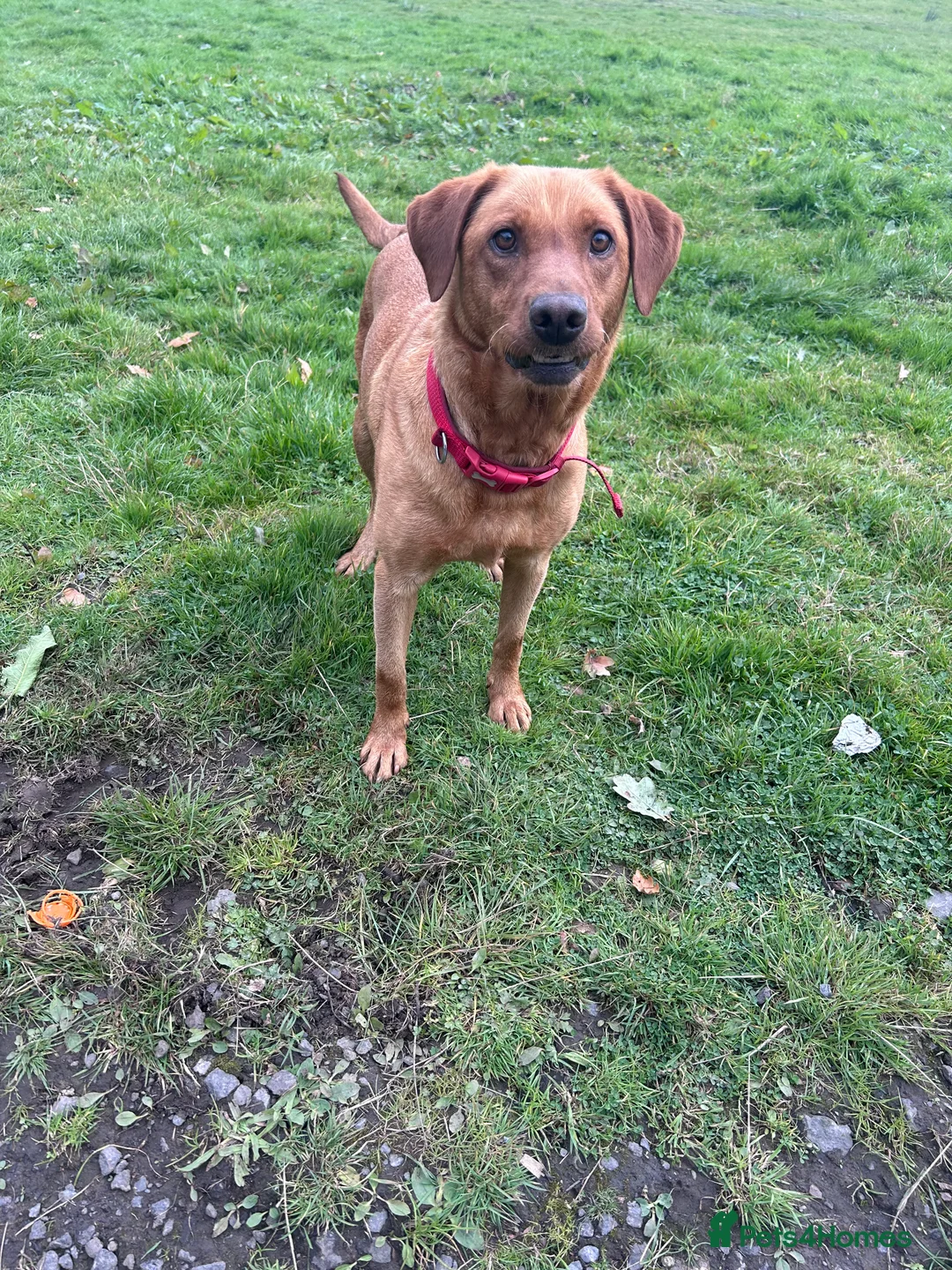Labrador Retriever dogs for sale: Red fox Labrador girl for sale  in Carlisle - Advert 1