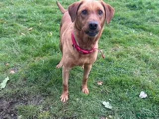 Labrador Retriever dogs Red fox Labrador girl for sale - Advert 3