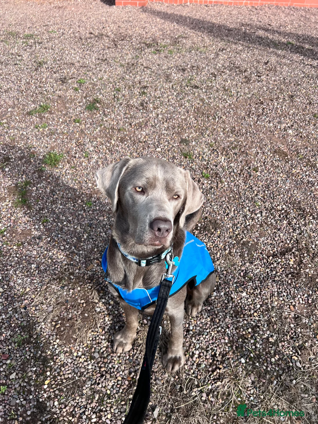 Labrador Retriever dogs for stud: STUNNING SILVER LABRADOR AVAILABLE FOR STUD - Advert 1