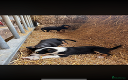 Welsh Collie dogs for sale: Welsh sheepdog pups  - Image 1