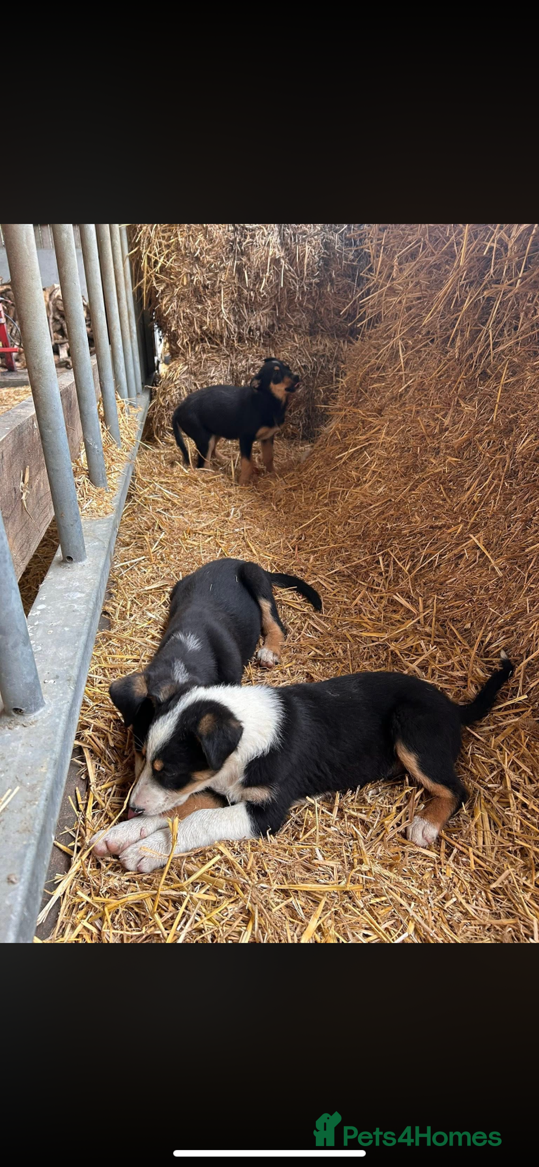 Welsh Collie dogs for sale: Welsh sheepdog pups  - Image 1