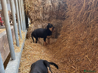 Welsh Collie dogs for sale - Advert 1