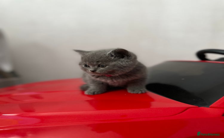 British Shorthair cats - Advert 6