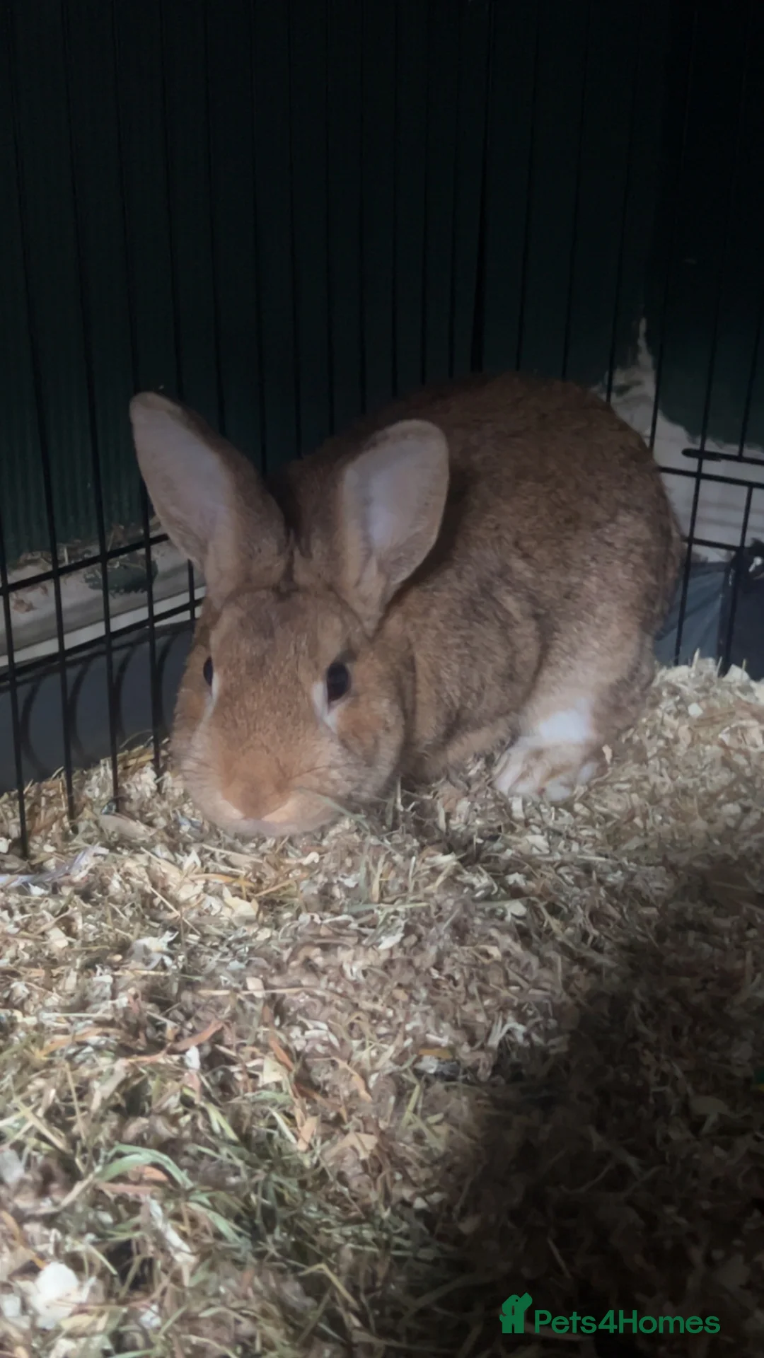 Mixed Breed rabbits for sale: Benji the bunny  - Advert 1