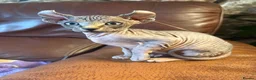 Sphynx cats for sale: Unique Sphynx & Elf Sphynx Kittens for Sale😊 - Advert 8