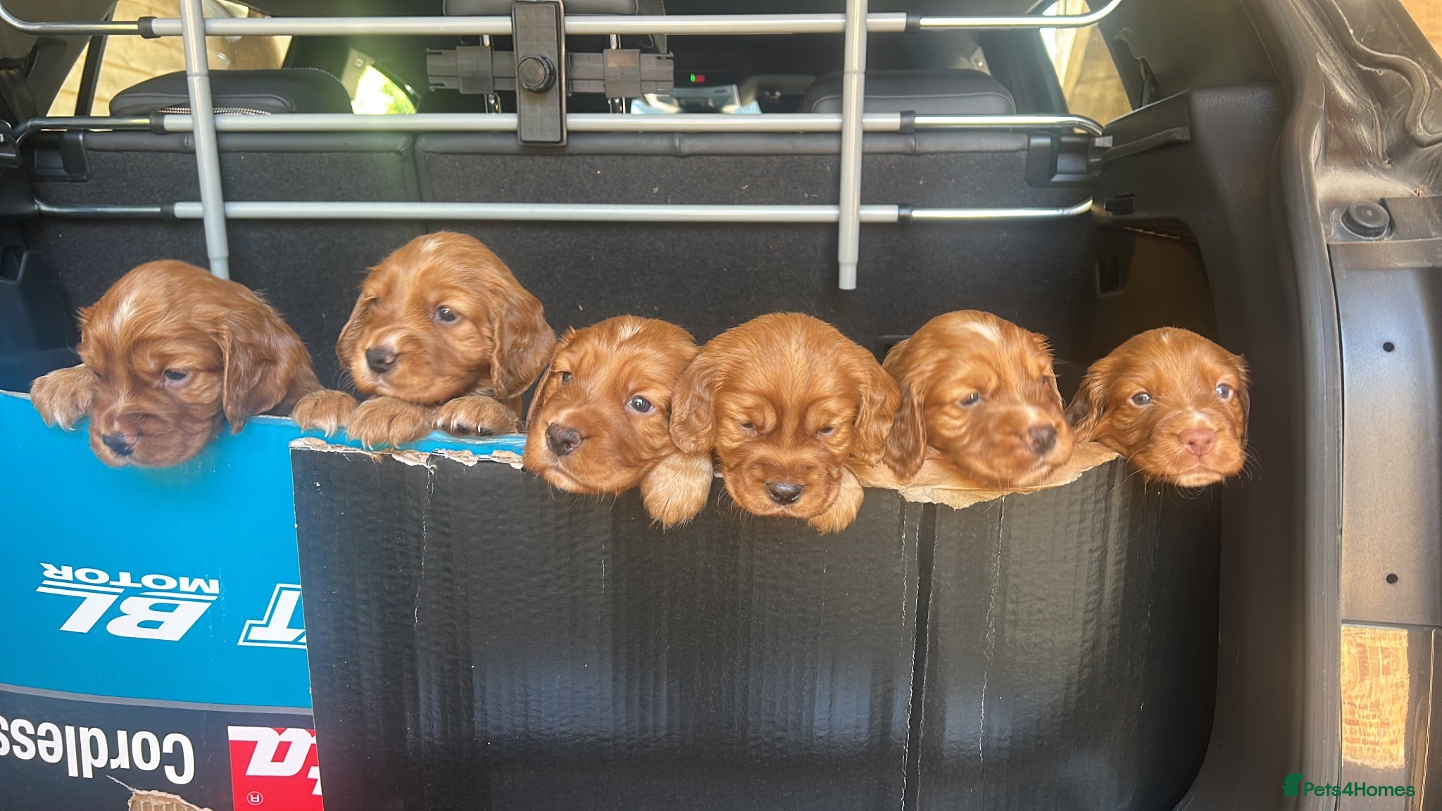 Cocker Spaniel dogs Red Working Cocker Spaniels - Advert 2