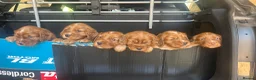 Cocker Spaniel dogs for sale: Red Working Cocker Spaniels - Advert 3