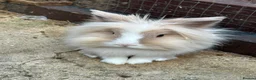 Mixed Breed rabbits for sale: Boy and girl bunny needing to be rehomed  - Advert 3
