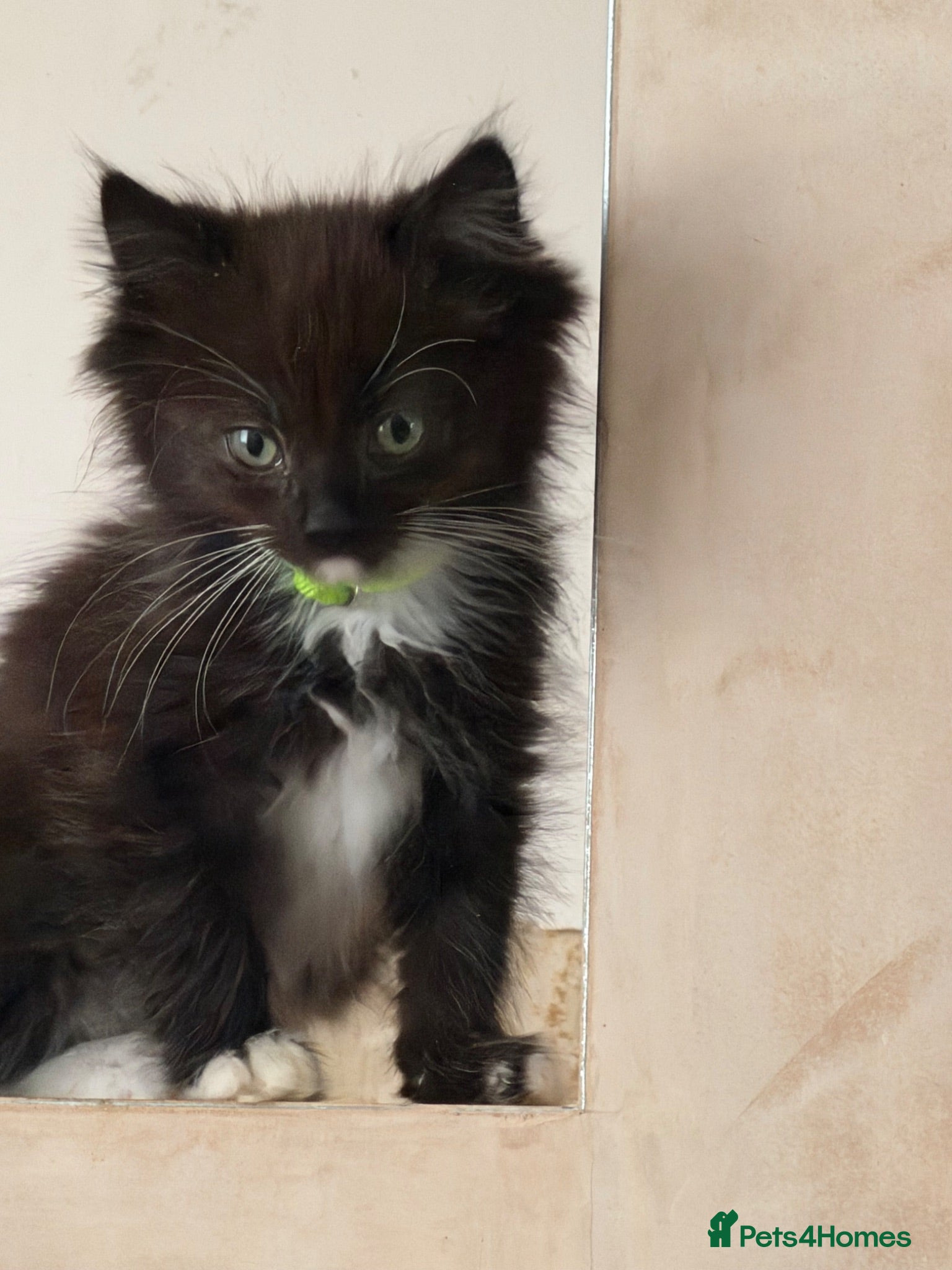 Ragdoll cats Ragdoll cross maincoon  - Advert 5