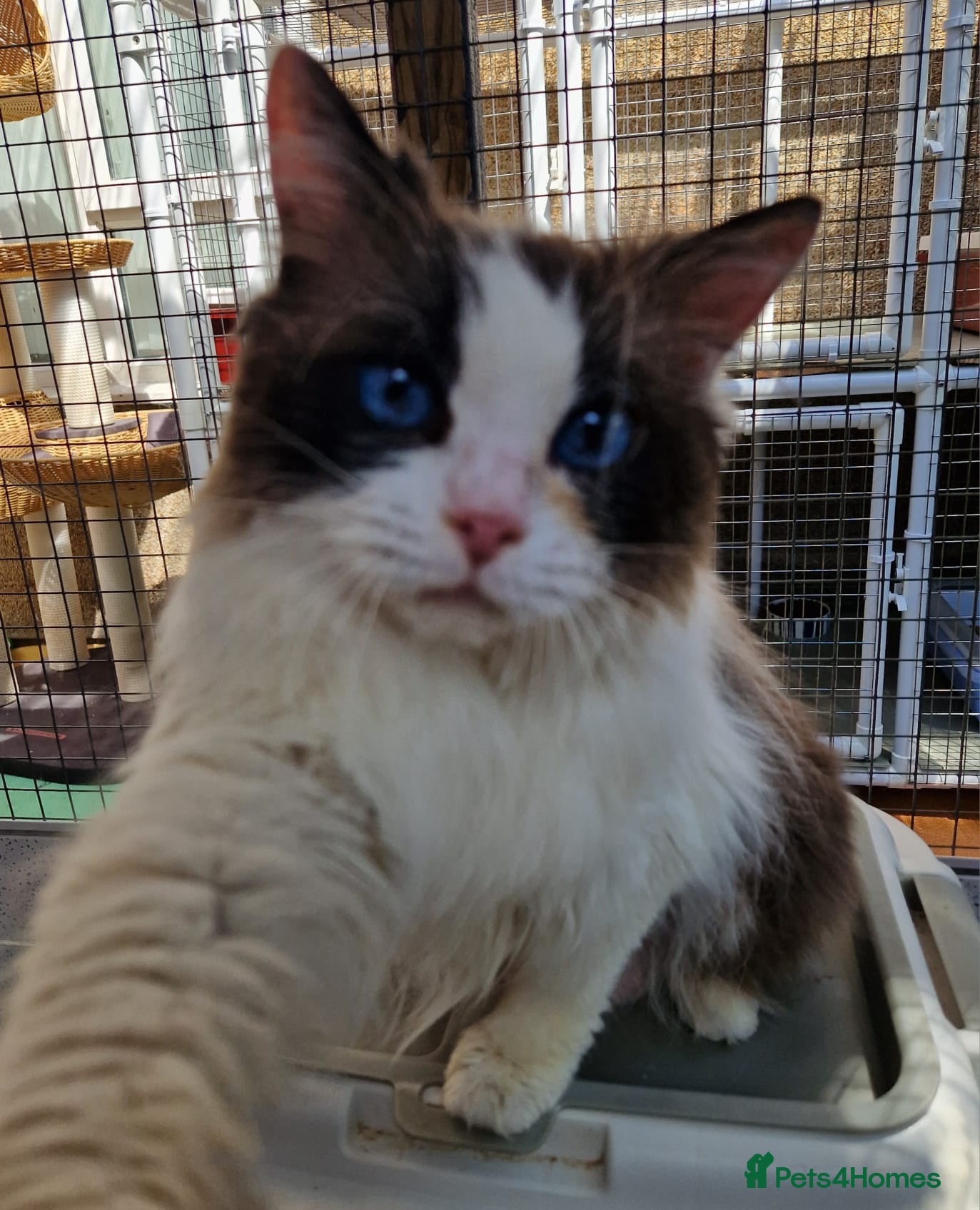 Ragdoll cats GCCF Registered adult female - Advert 1