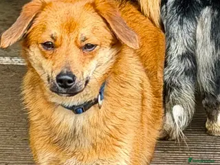 Border Collie dogs 🐾 ROSIE – Female Border Collie (Small) - Advert 3