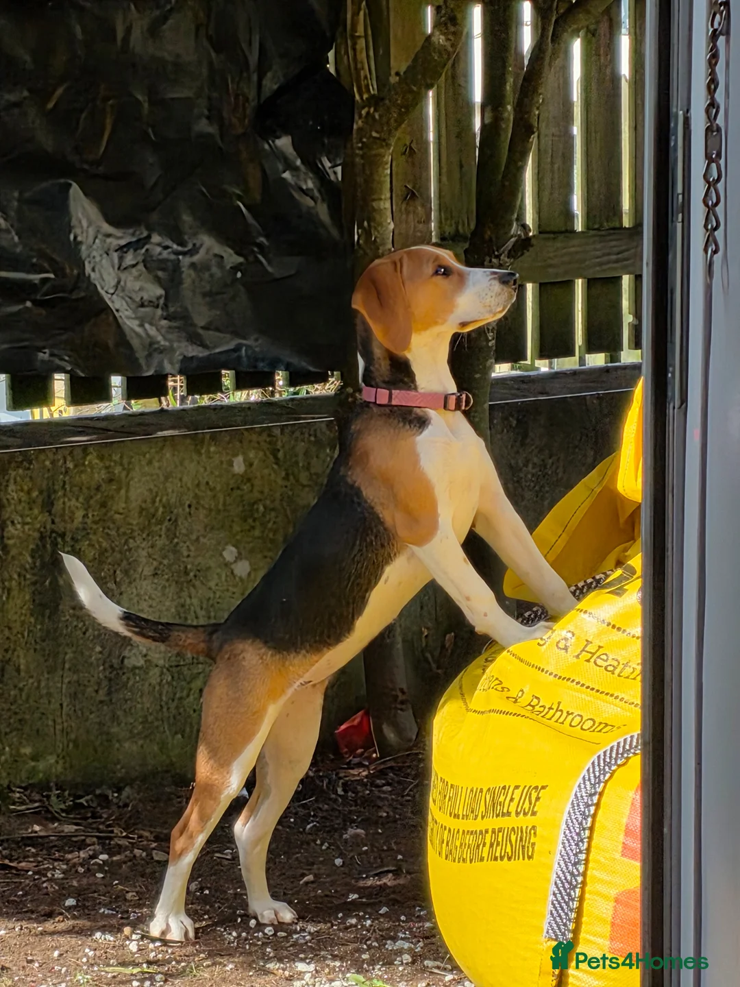 Beagle dogs for sale: Beagle puppy  in Truro - Advert 1
