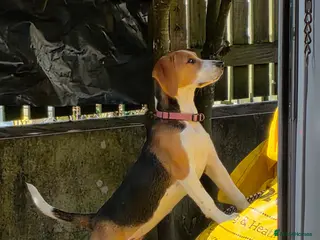 Beagle dogs Beagle puppy - Advert 1