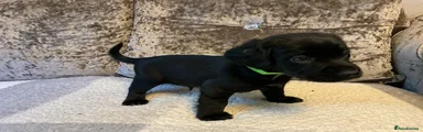 Green collar 