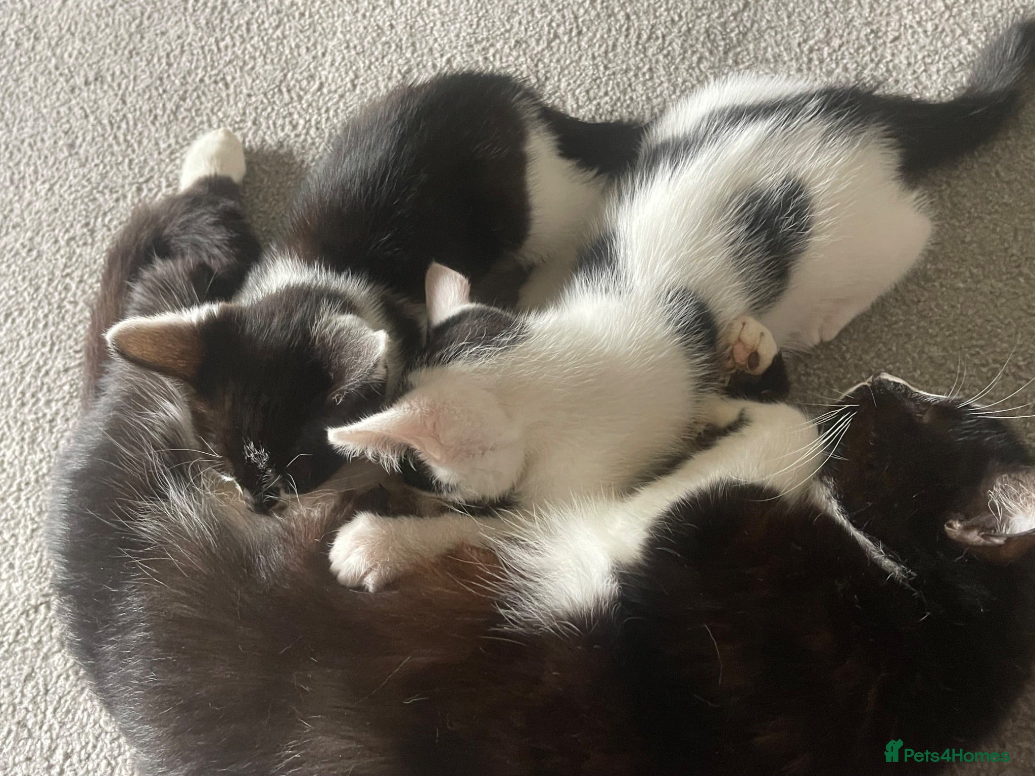 Mixed Breed cats beautiful friendly male kittens - Advert 2