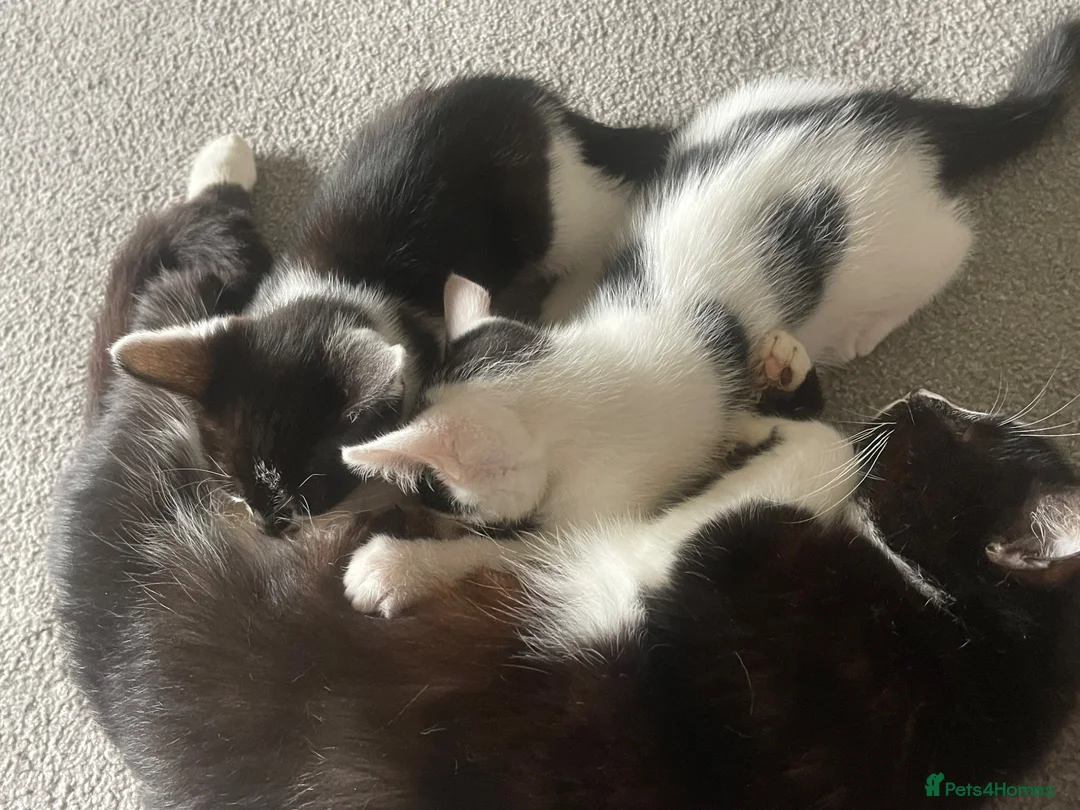Mixed Breed cats for sale: beautiful friendly male kittens - Advert 1