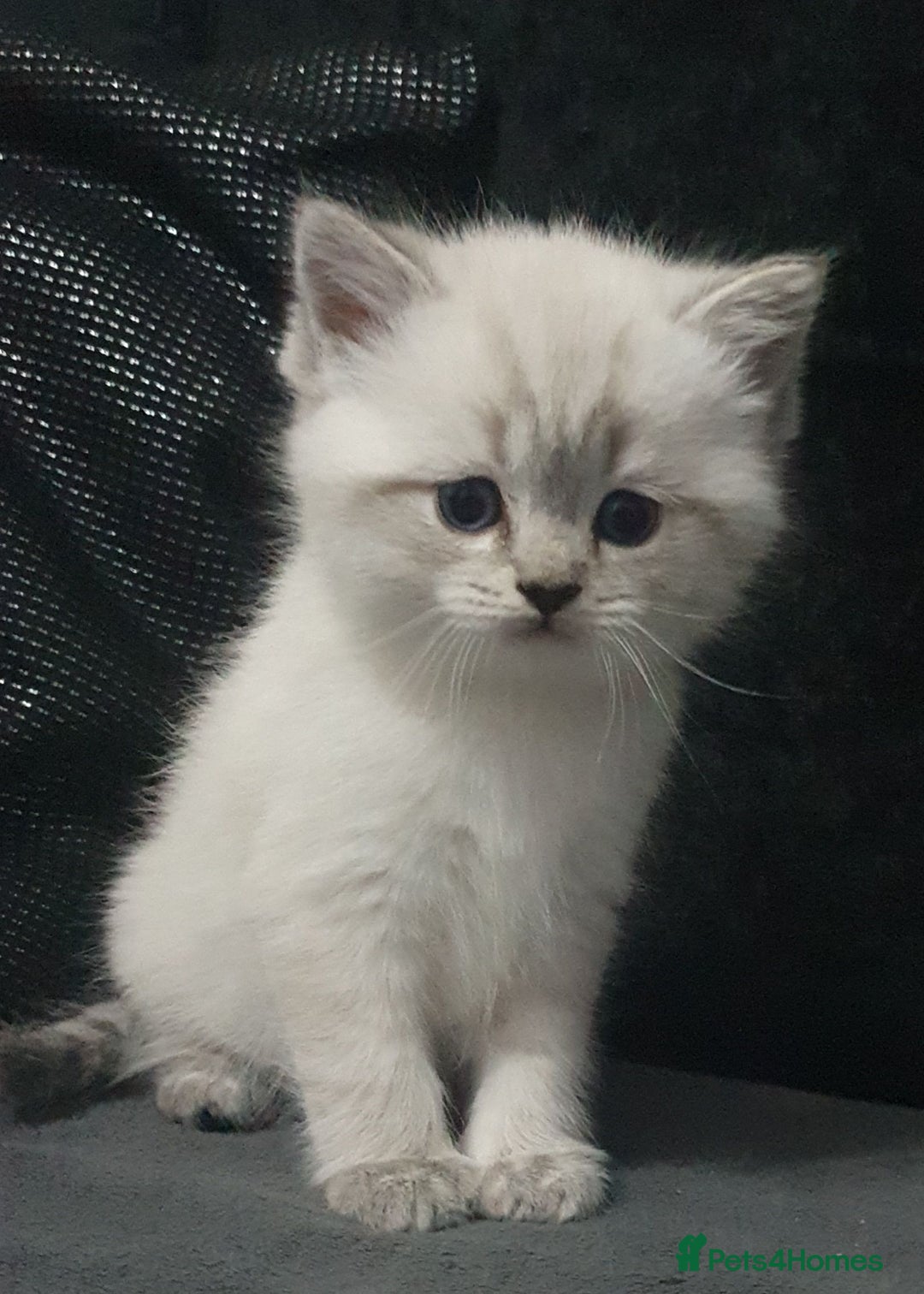 British Shorthair cats for sale: Beautiful kittens ready now  - Image 17