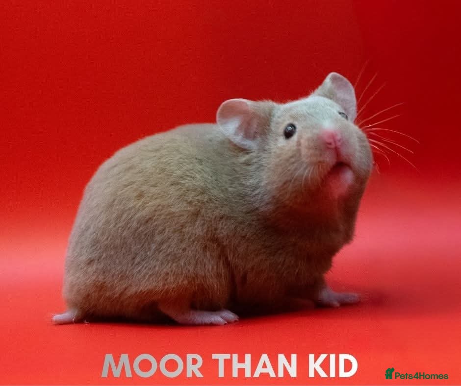 Hamster rodents Mink female pedigree syrian hamster 6 weeks - Advert 3