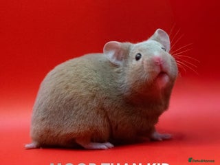 Hamster rodents Mink female pedigree syrian hamster 6 weeks - Advert 5