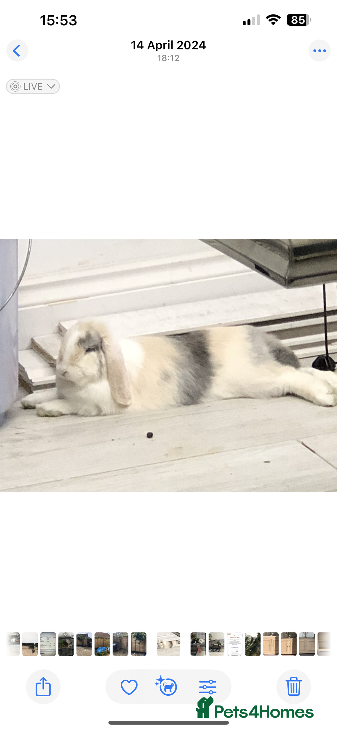 Cashmere Lop rabbits for sale: 2 Adorable rabbits best of friends - Image 9