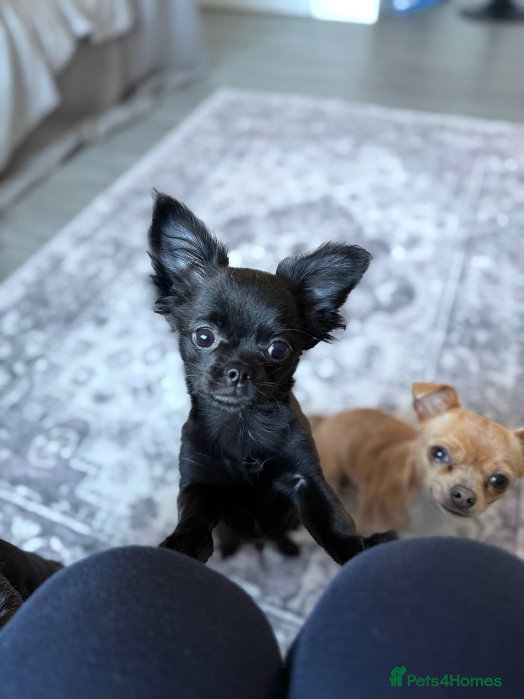 Chihuahua dogs for sale: Absolutely Stunning Little Chihuahua Puppies - Image 20