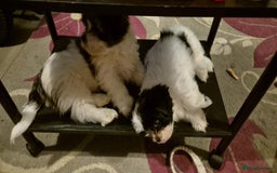 Mixed Breed dogs for sale: 2 adorable Havanse x japanese chin puppies  - Image 3