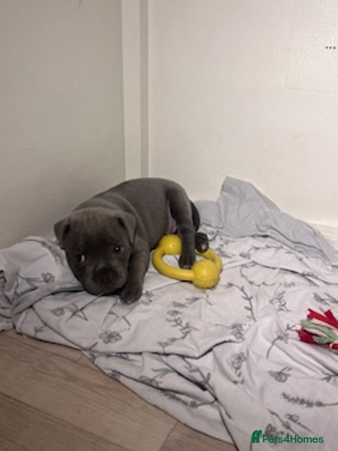 Staffordshire Bull Terrier dogs for sale: 2 Beautiful Male Blue Staffy Puppies - Advert 21