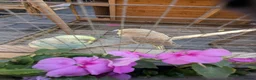 Budgerigars birds for sale: Budgies - Advert 4