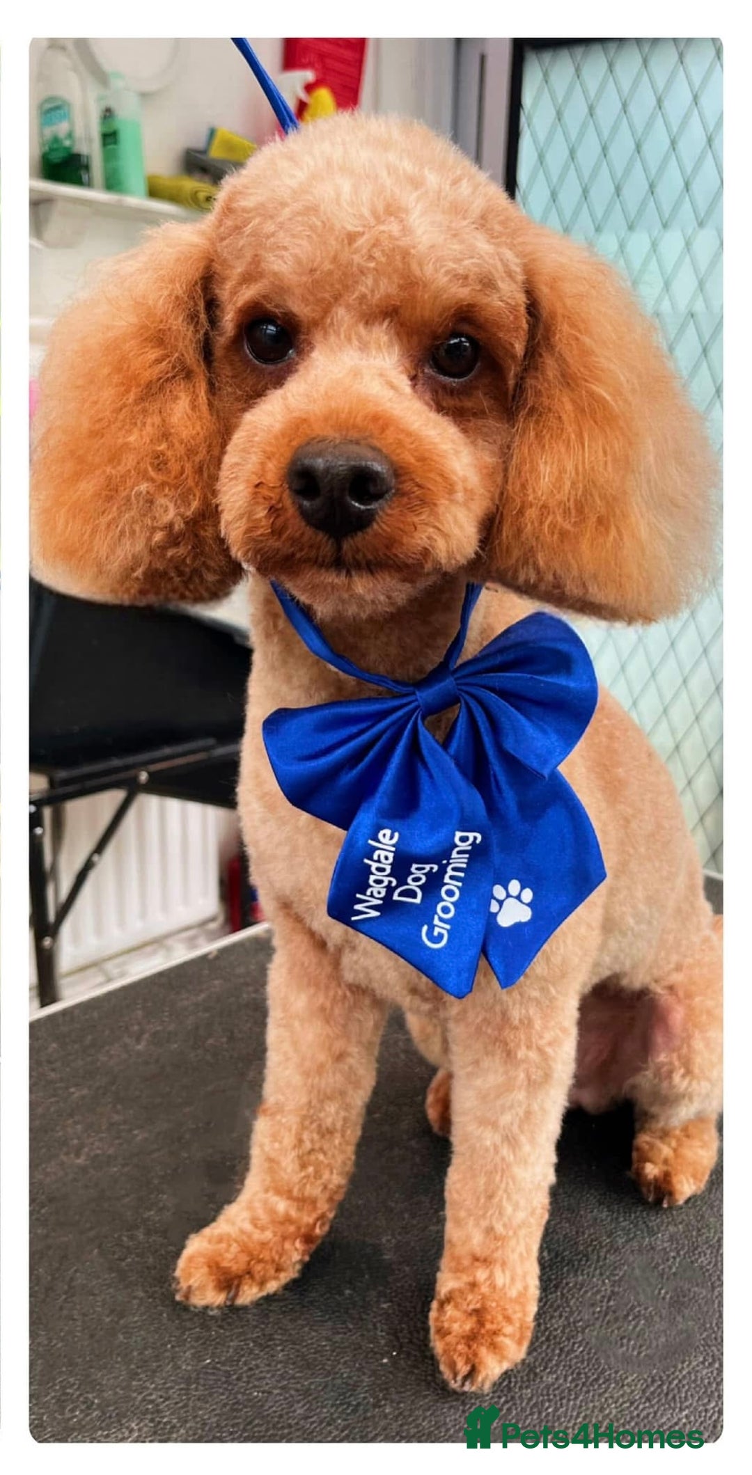 Maltipoo dogs for sale: Wait List Open - Toy Maltipoo Puppies  - Advert 5