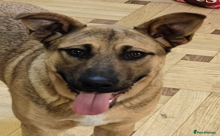 Mixed Breed dogs 💙Lord – a 7-month-old lower-medium boy💙 - Advert 1