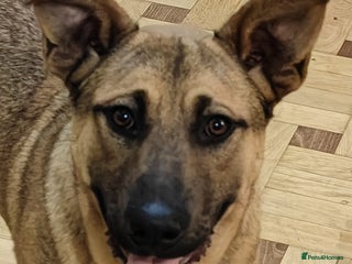 Mixed Breed dogs 💙Lord – a 7-month-old lower-medium boy💙 - Advert 2