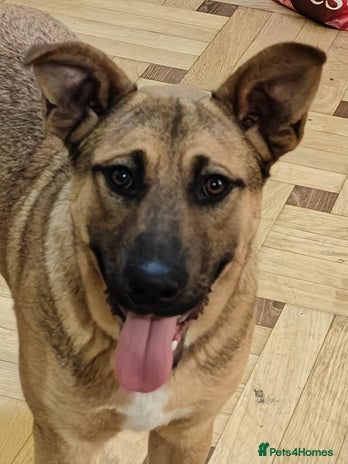Mixed Breed dogs 💙Lord – a 7-month-old lower-medium boy💙 - Advert 2