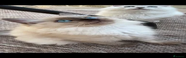 Rosetta