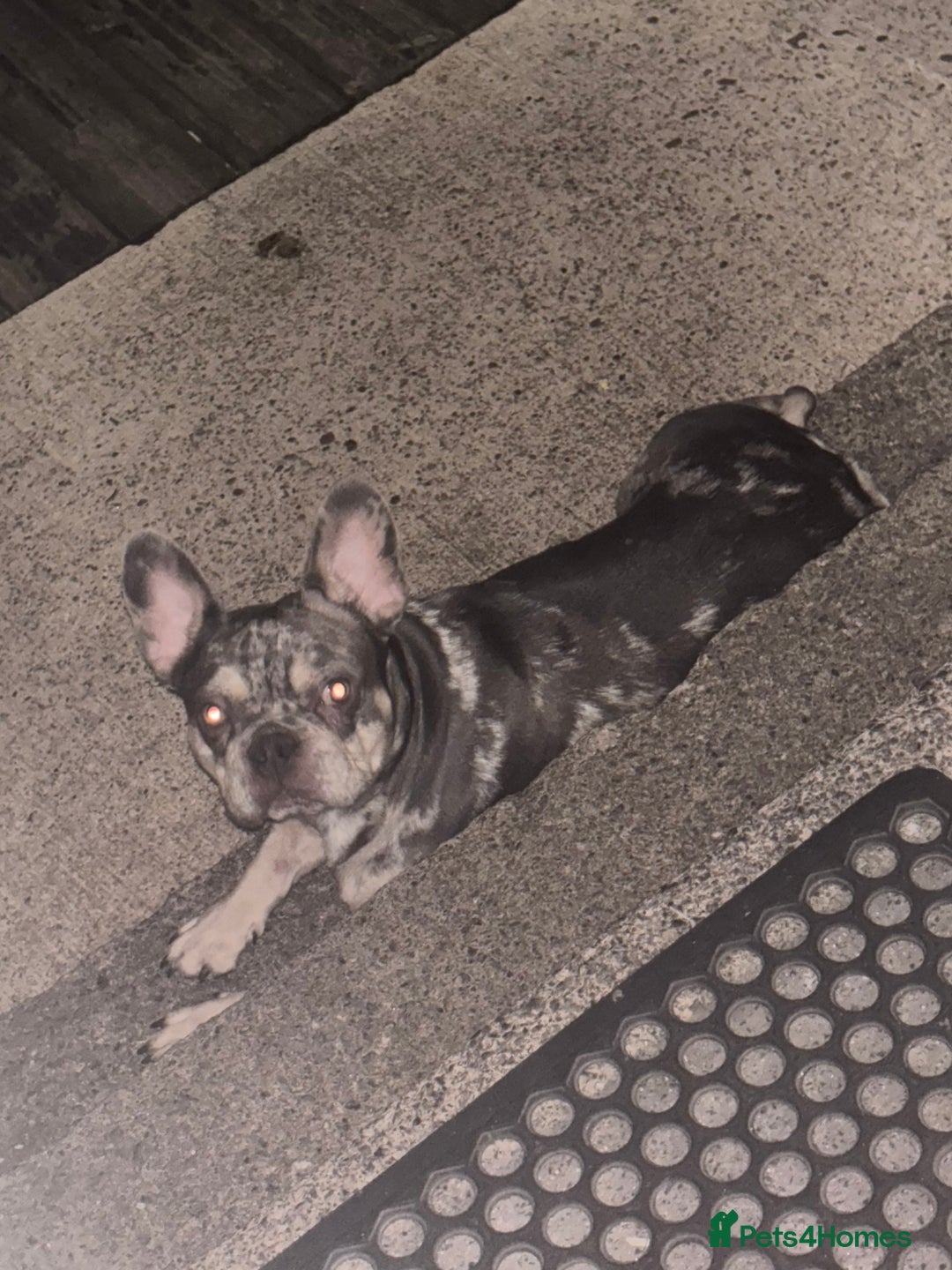 French Bulldog dogs for sale: 🌸Tri Merle Girl French Bulldog🩷 - Image 6