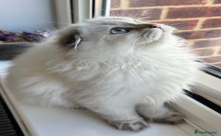 Scottish Fold cats - Advert 2
