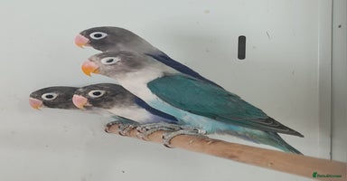 Lovebirds birds - Advert 6