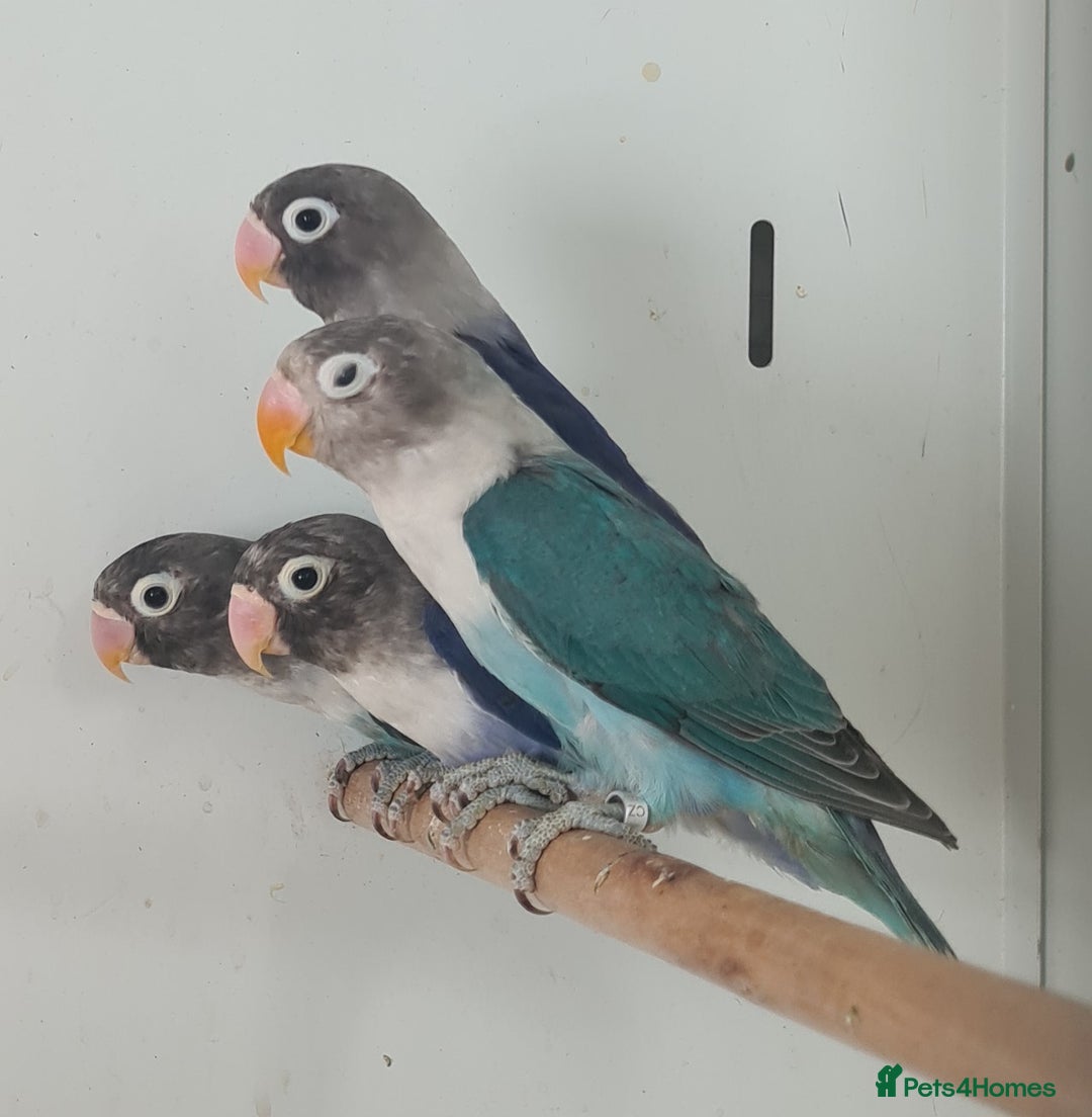 Lovebirds birds for sale: Lovely Lovebirds - Image 3