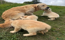 Golden Retriever dogs for sale: 3 male Golden retriever pups for sale - Image 3