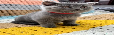 British Shorthair 1
