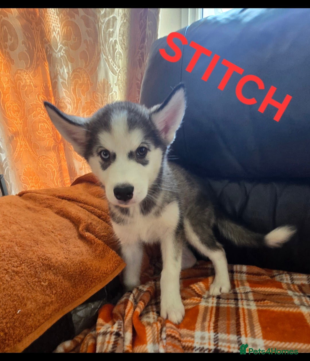 Utonagan dogs for sale: BEAUTIFUL MALAMUTE X HUSKY PUPS - Image 5
