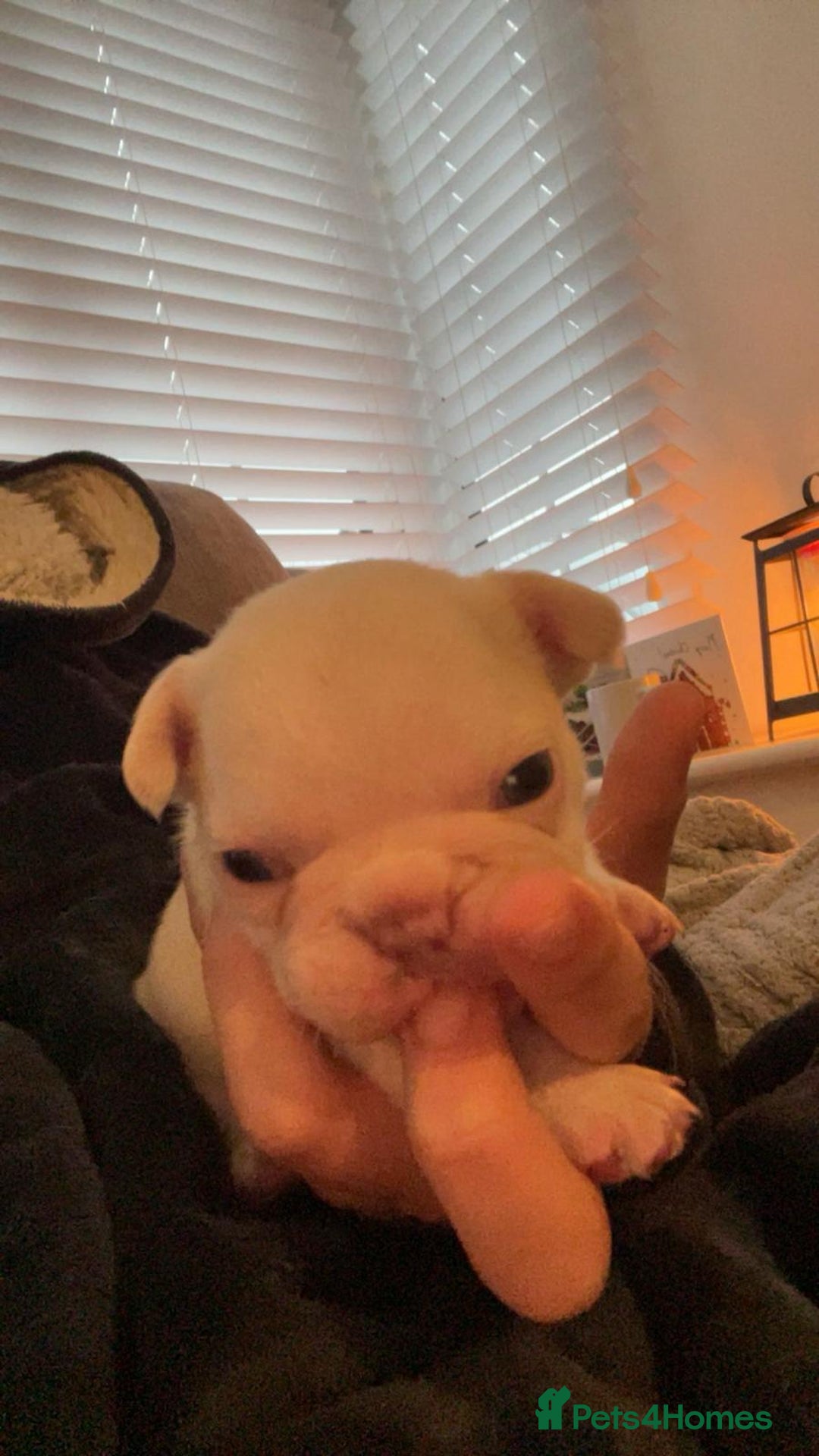 French Bulldog dogs for sale: Cream girl and cream boy available  - Advert 13