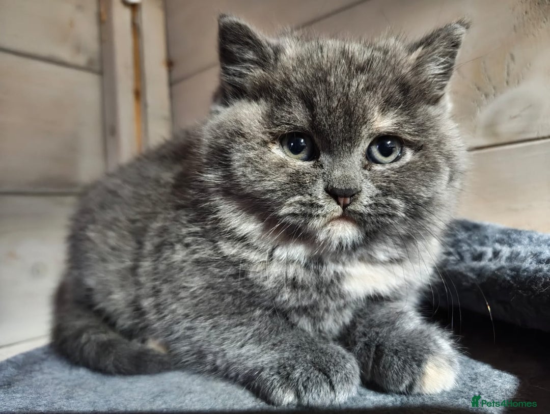 British Shorthair cats for sale: British Shorthair Kitten Tortie Girl - Advert 2