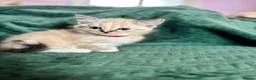 Ragdoll cats for sale: Ragdoll cross kittens  - Advert 40