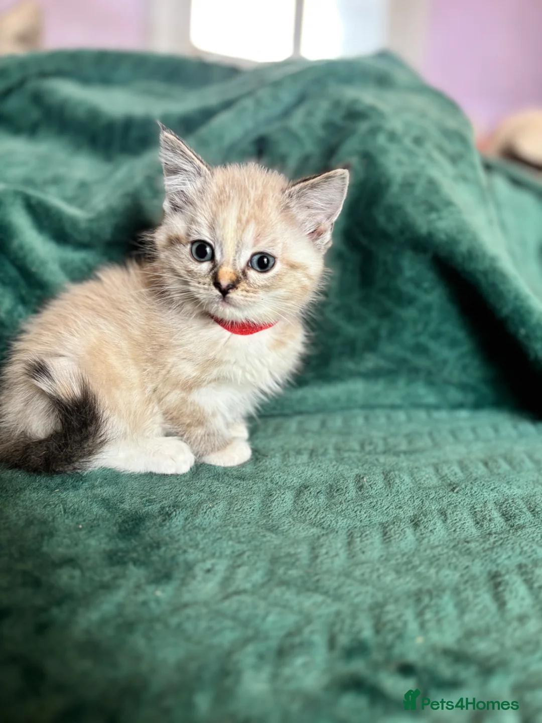 Ragdoll cats for sale: Ragdoll cross kittens  - Advert 40