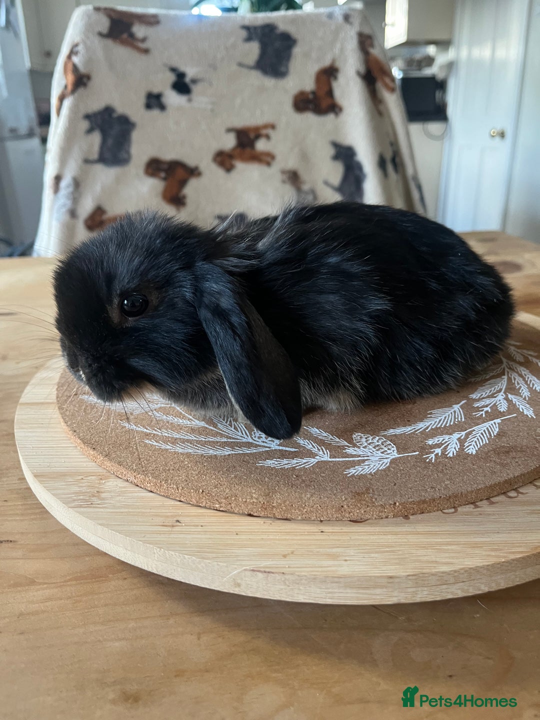 Mini Lop rabbits for sale:  Beautiful mini lops - Advert 8