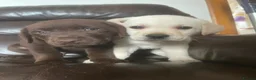 Labrador Retriever dogs for sale: Gorgeous Labrador puppies 8 weeks old  - Advert 11