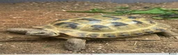 Tortoise reptiles for sale: Horsefield tortoise and viv  - Advert 1